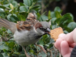feeding a sparrow